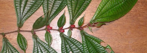 Prochilodus nigricans_edited.jpg