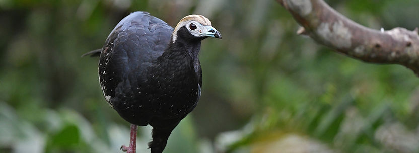 Prochilodus nigricans_edited.jpg