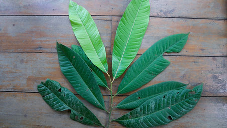 Chrysophyllum	Bombicinum