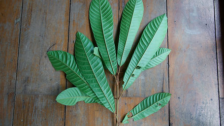 Ecclinusa	Lanceolata