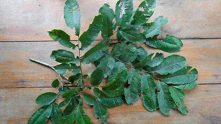 Ormosia Alborea