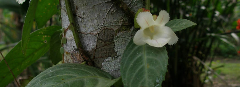 Prochilodus nigricans_edited.jpg