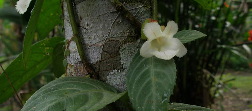 Phlebodium decumanum