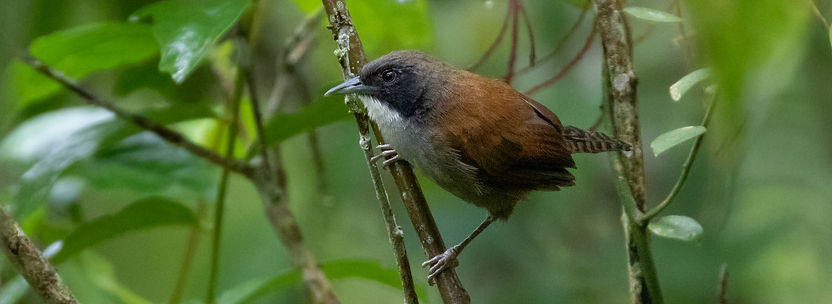 Prochilodus nigricans_edited.jpg