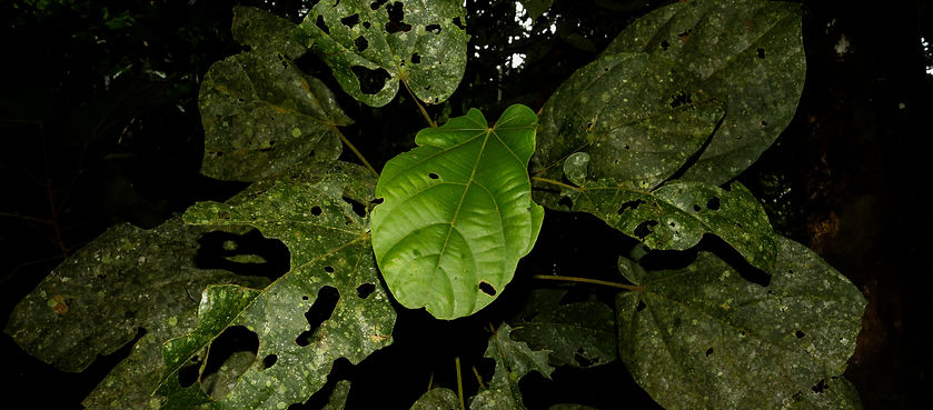 Phlebodium decumanum