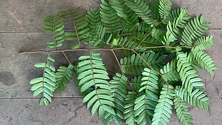 Macrolobium Bauniifolia