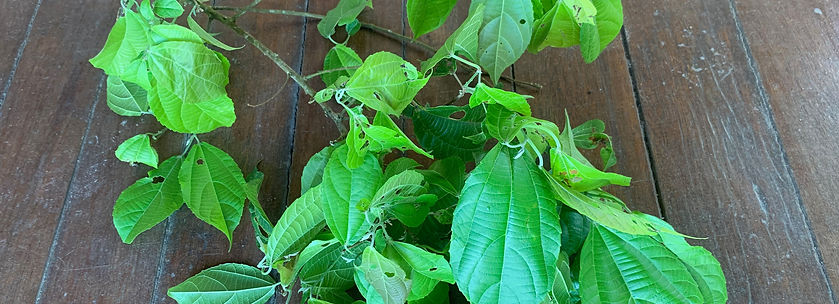 Prochilodus nigricans_edited.jpg