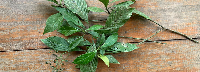 Prochilodus nigricans_edited.jpg