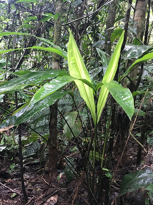 Cyclanthus_bipartus Cyclanthaceae_3.jpeg