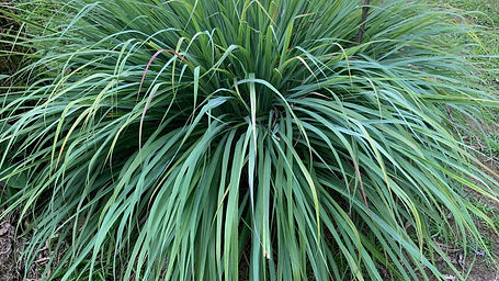 Cymbopogon citratus
