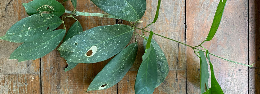 Prochilodus nigricans_edited.jpg