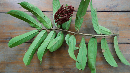 Tetrasthylidium Macrophyllum
