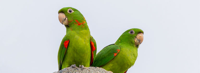 Prochilodus nigricans_edited.jpg