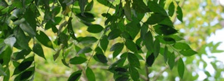 Prochilodus nigricans_edited.jpg