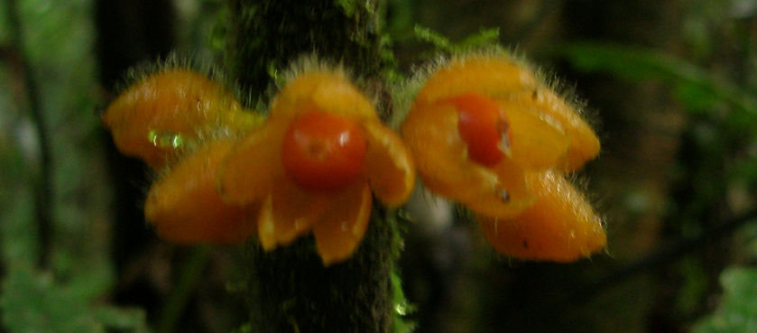 Phlebodium decumanum