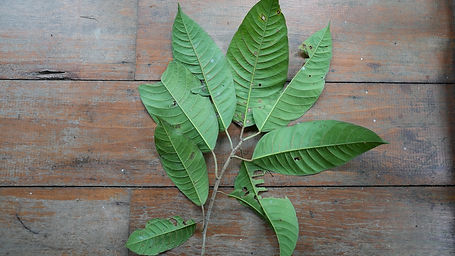 Ficus	Insipida