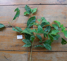 107 AralaceaeDendropanax arboreus.jpeg