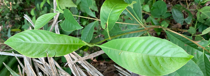 Prochilodus nigricans_edited.jpg