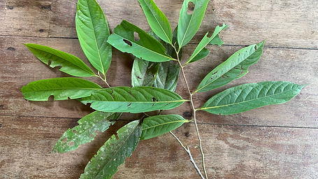 Licaria Macrophylla