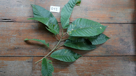 Ficus	Insipida