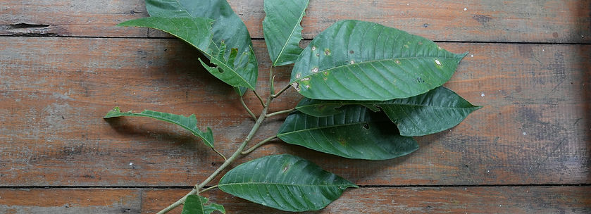 Prochilodus nigricans_edited.jpg