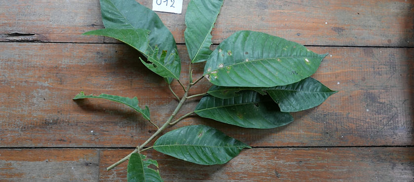 Phlebodium decumanum