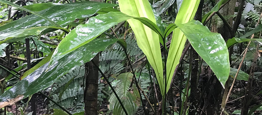 Phlebodium decumanum