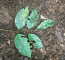 Monimiaceae Mollinedia 5.jpg