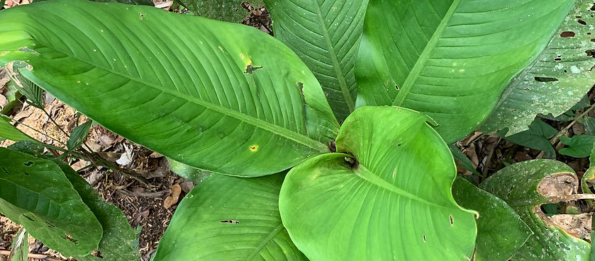Phlebodium decumanum