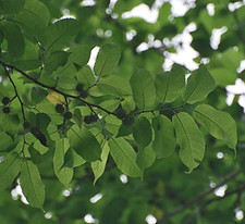 Maclura tinctoria leaves.jpg