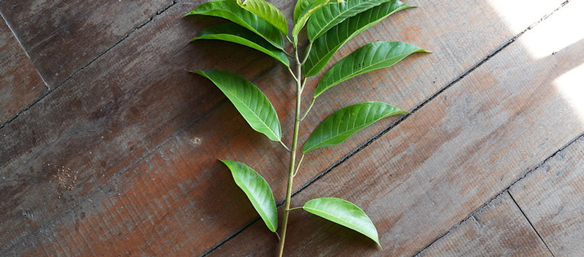 Phlebodium decumanum