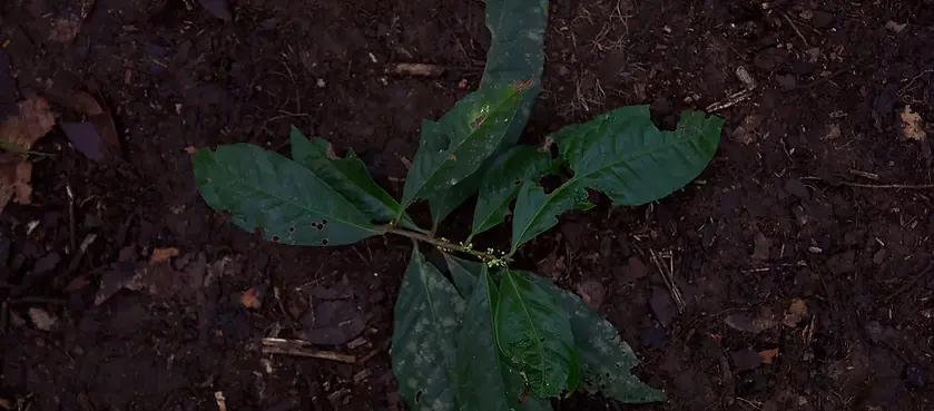 Phlebodium decumanum