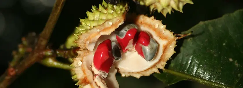 Prochilodus nigricans_edited.jpg