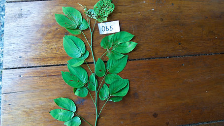 Senna	Macrophylla