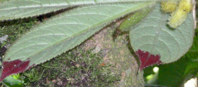 Phlebodium decumanum