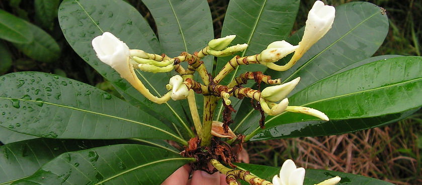 Phlebodium decumanum