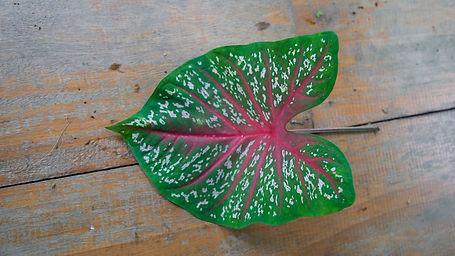 Calladium Bicolor
