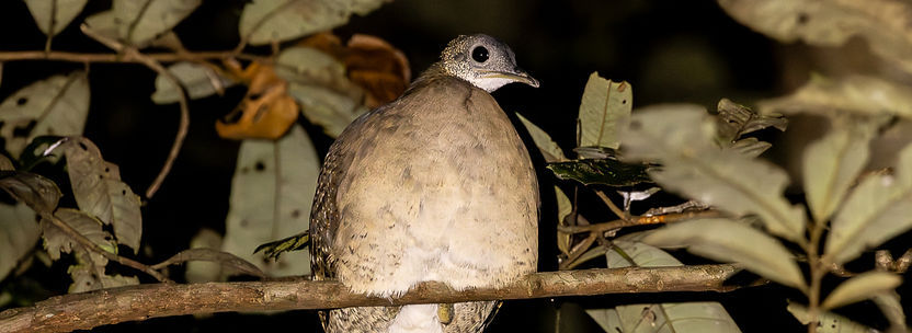 Prochilodus nigricans_edited.jpg