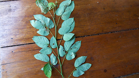 Senna	Macrophylla