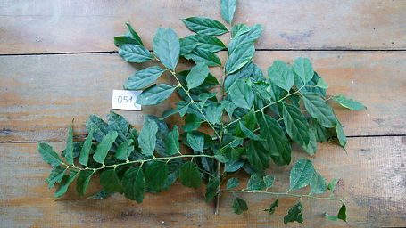 Casearia	Silvestris