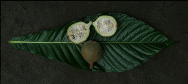 genipa americana.png