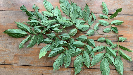 Poecilathe Effusa