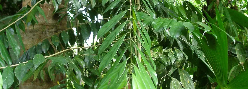 Prochilodus nigricans_edited.jpg