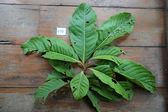 010 Lauraceae Ocotea alata.jpeg