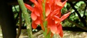 Phlebodium decumanum