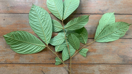 Inga Macrophylla