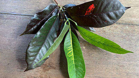 Aparisthmium Cordatum