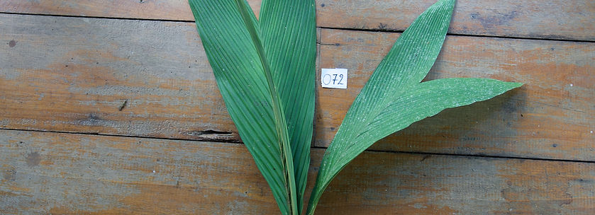 Prochilodus nigricans_edited.jpg