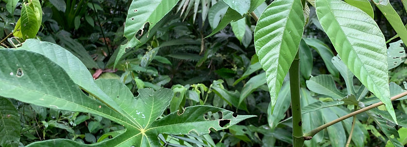 Prochilodus nigricans_edited.jpg