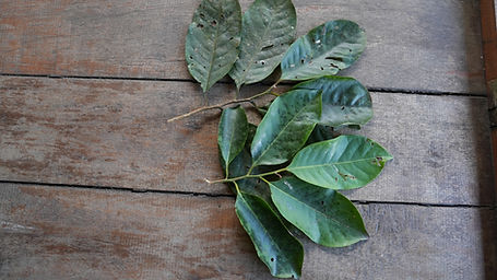 Otoba	Parviflora